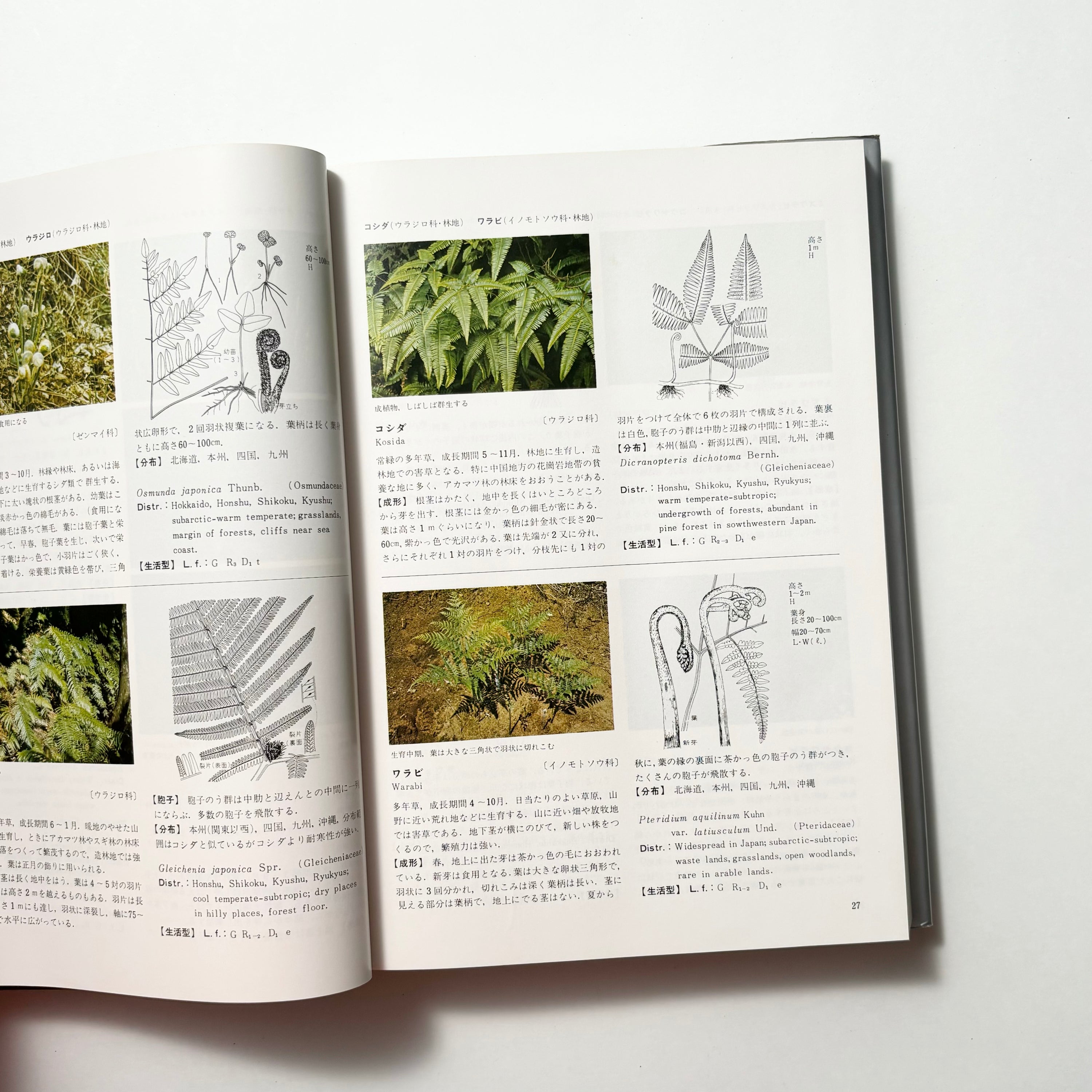 日本原色雑草図鑑／日本植物調節剤研究協会