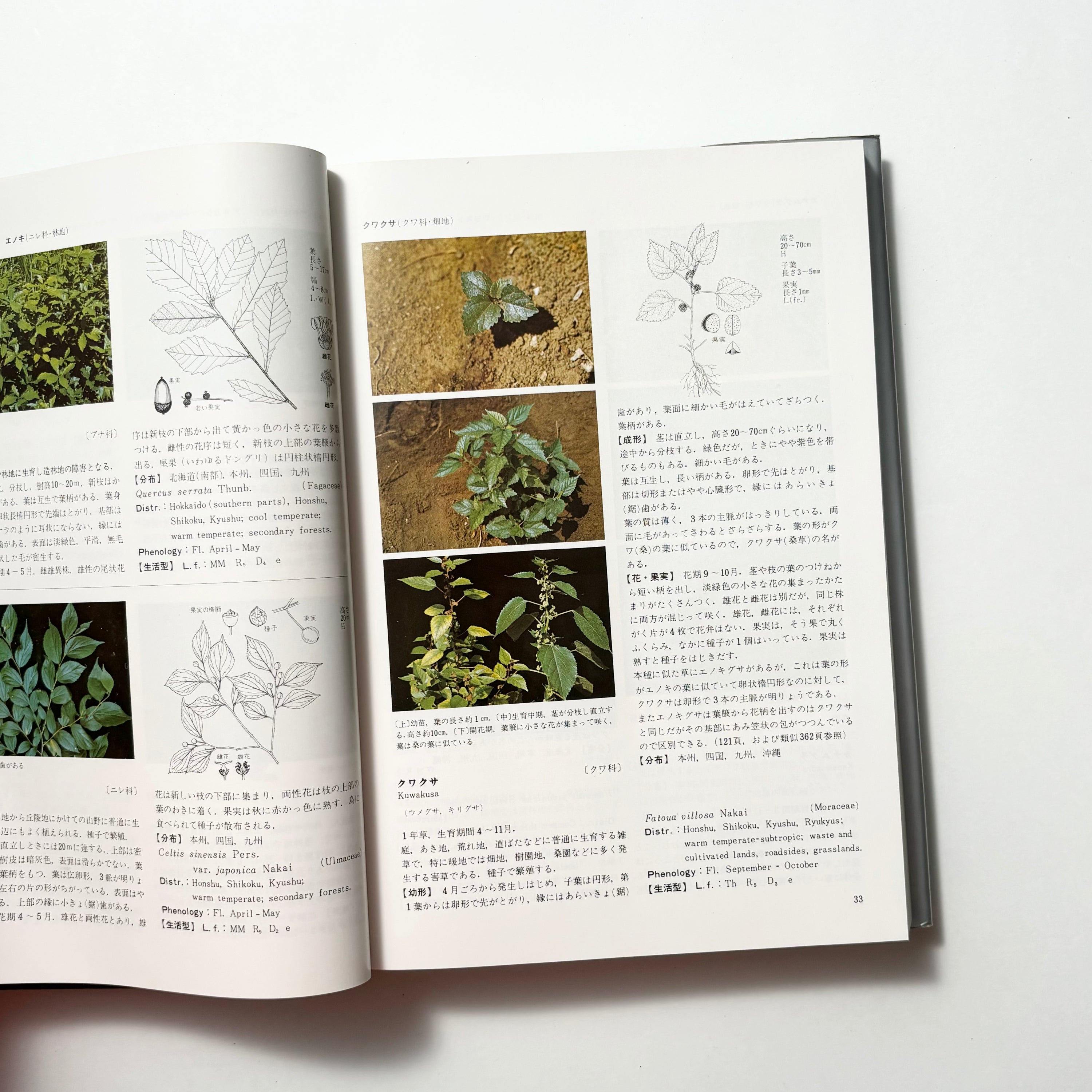 日本原色雑草図鑑／日本植物調節剤研究協会