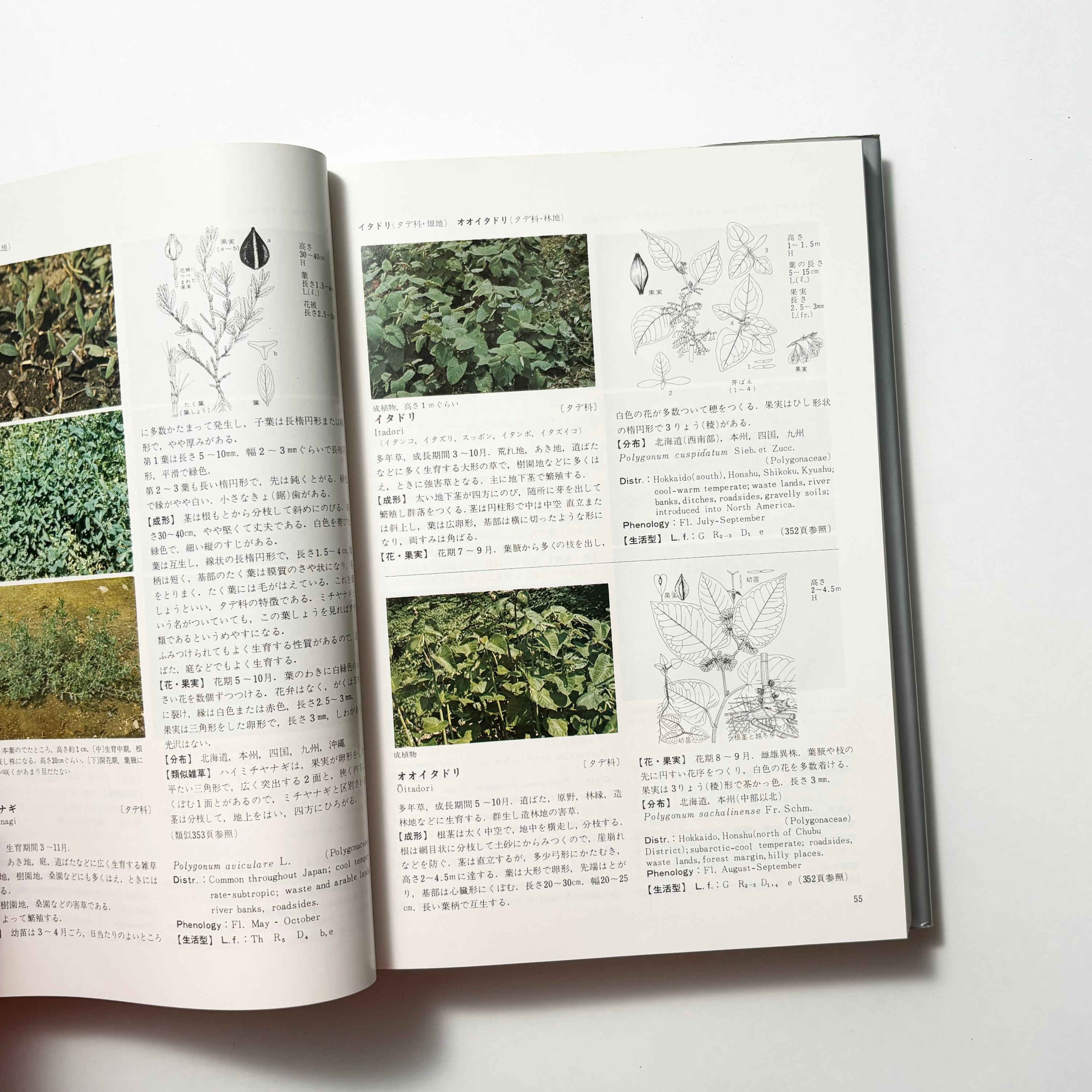 日本原色雑草図鑑／日本植物調節剤研究協会