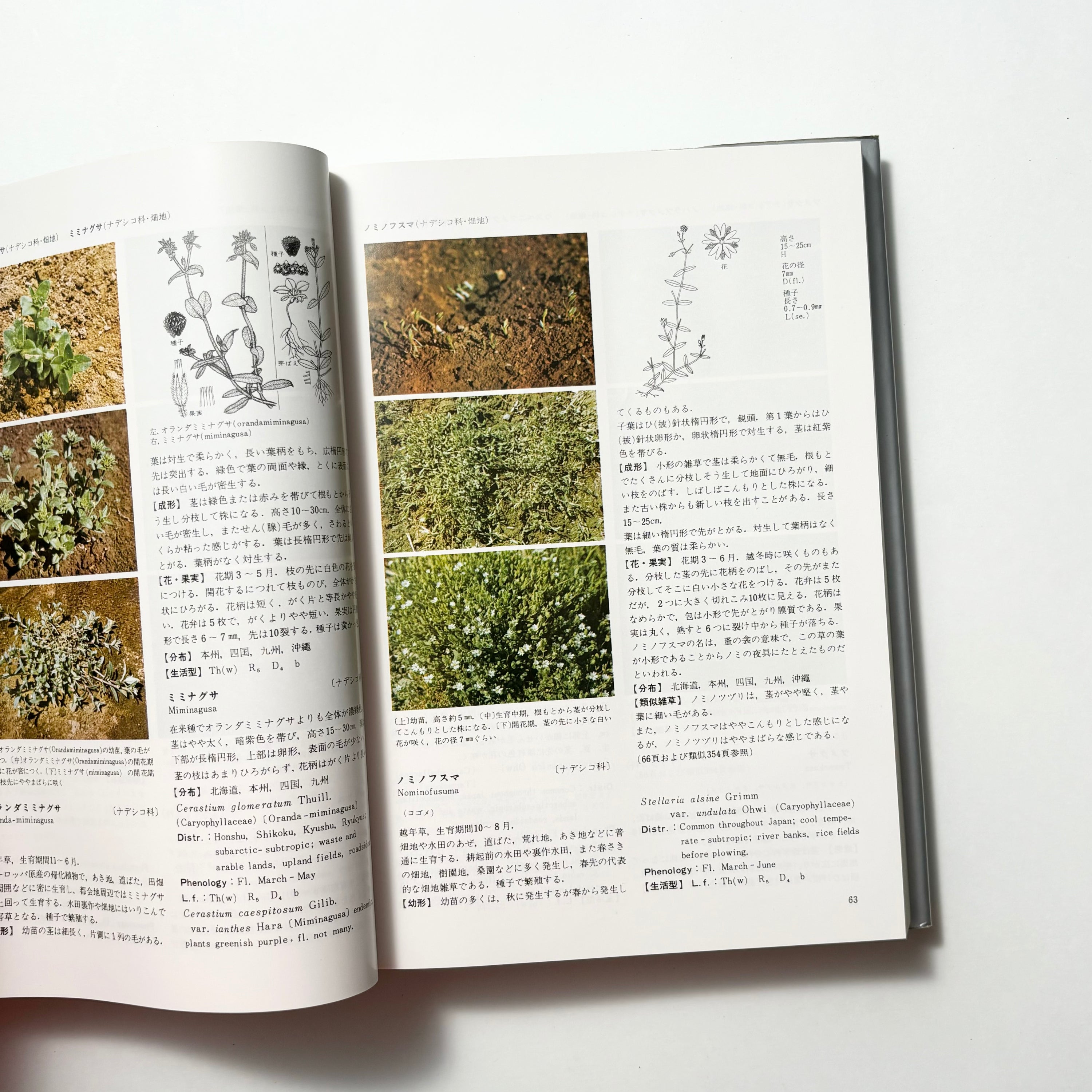 日本原色雑草図鑑／日本植物調節剤研究協会