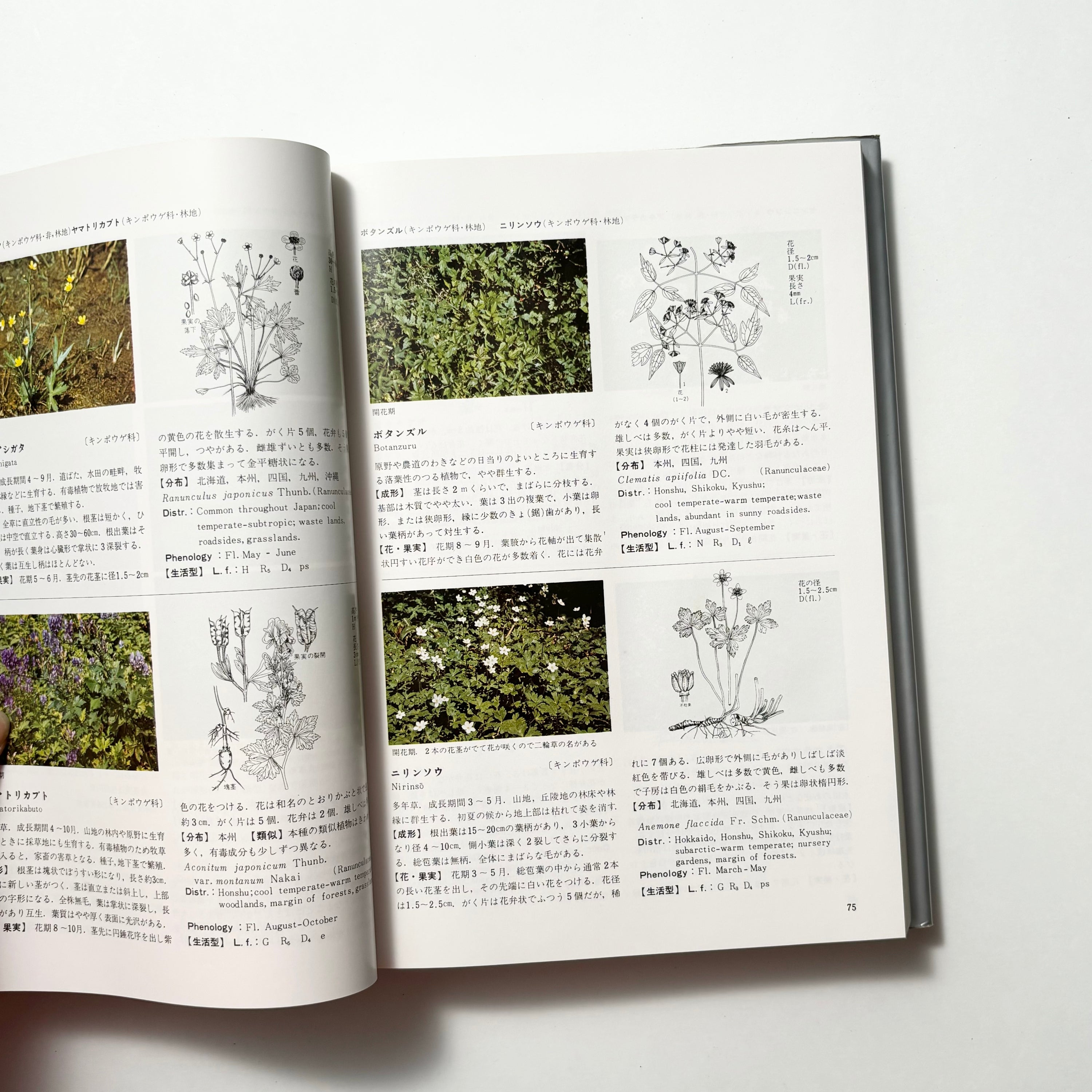 日本原色雑草図鑑／日本植物調節剤研究協会