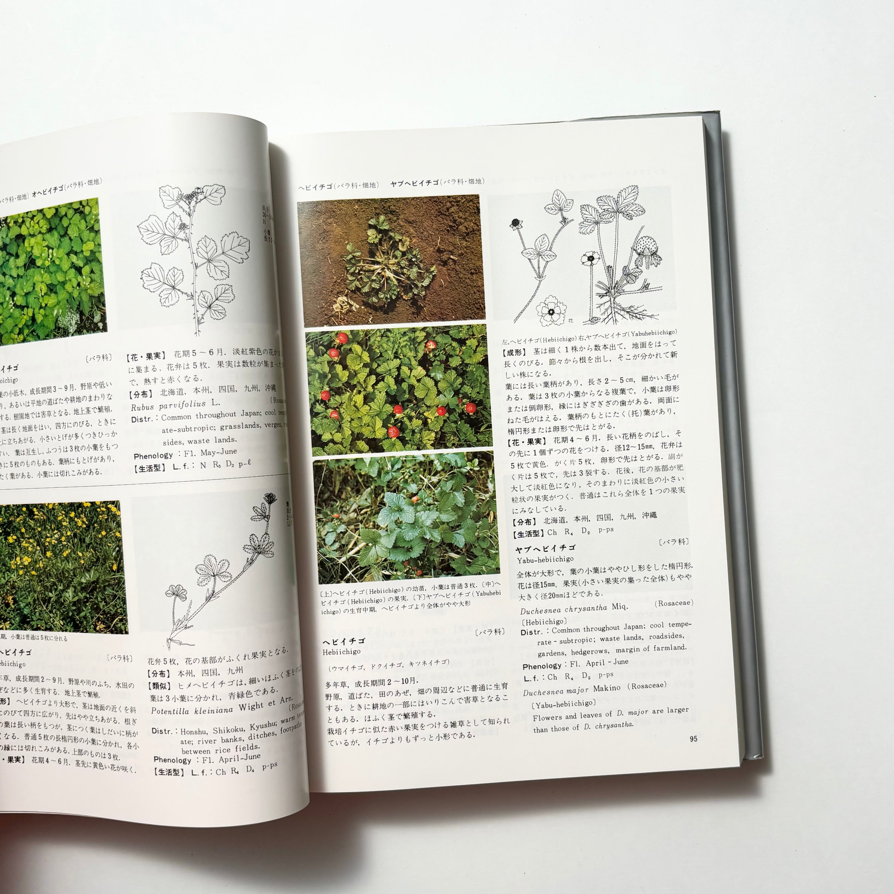 日本原色雑草図鑑／日本植物調節剤研究協会