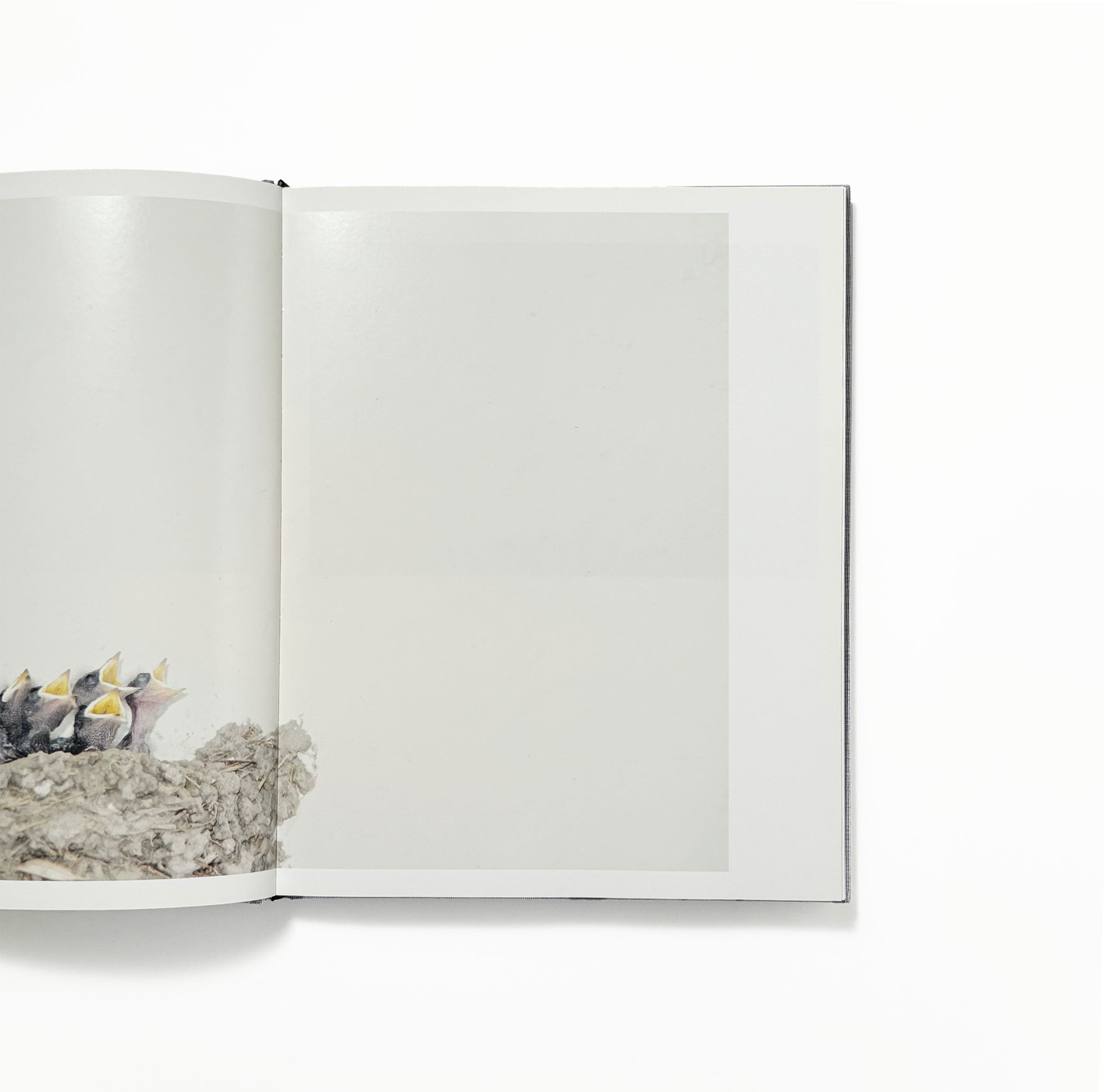 Des oiseaux／川内倫子