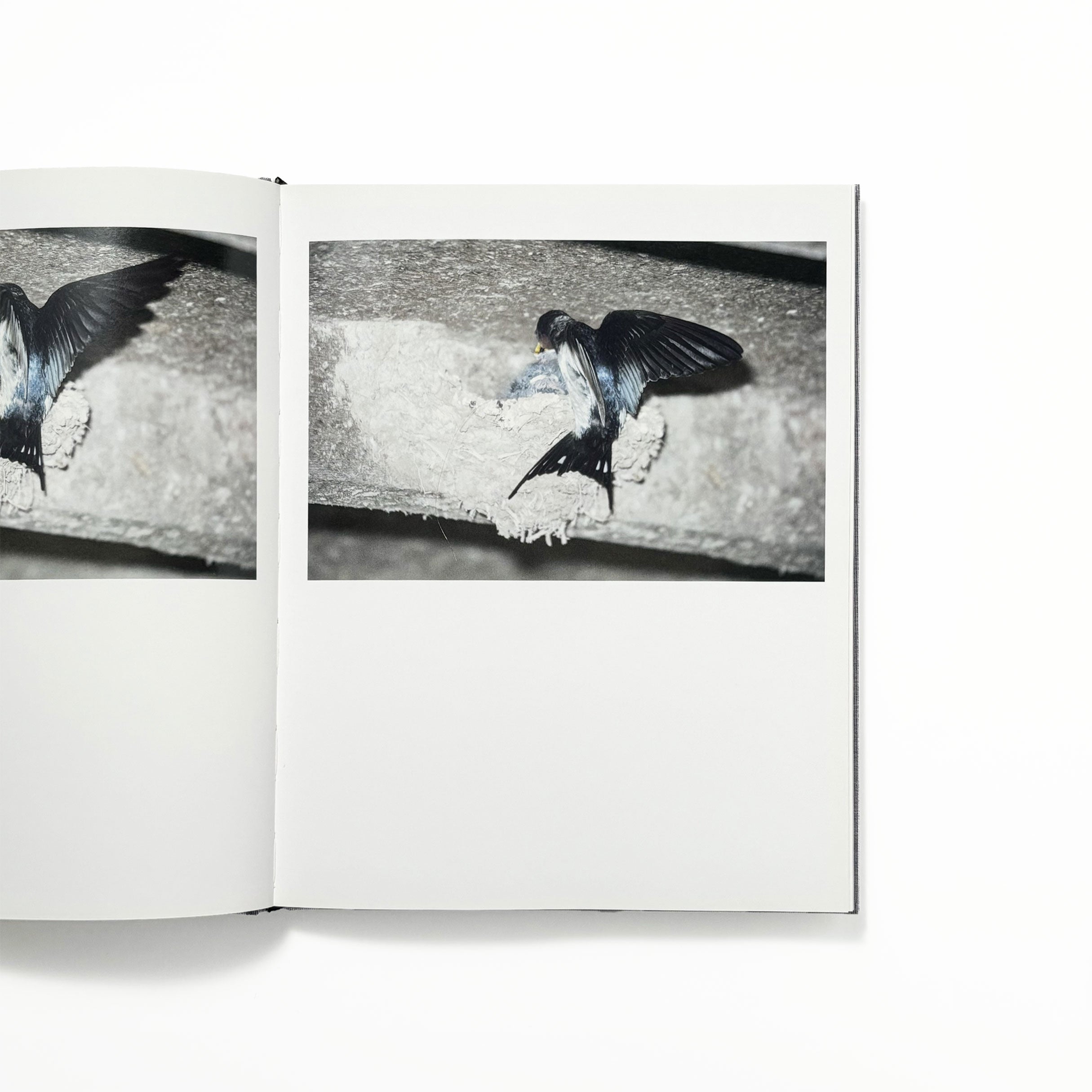 Des oiseaux／川内倫子