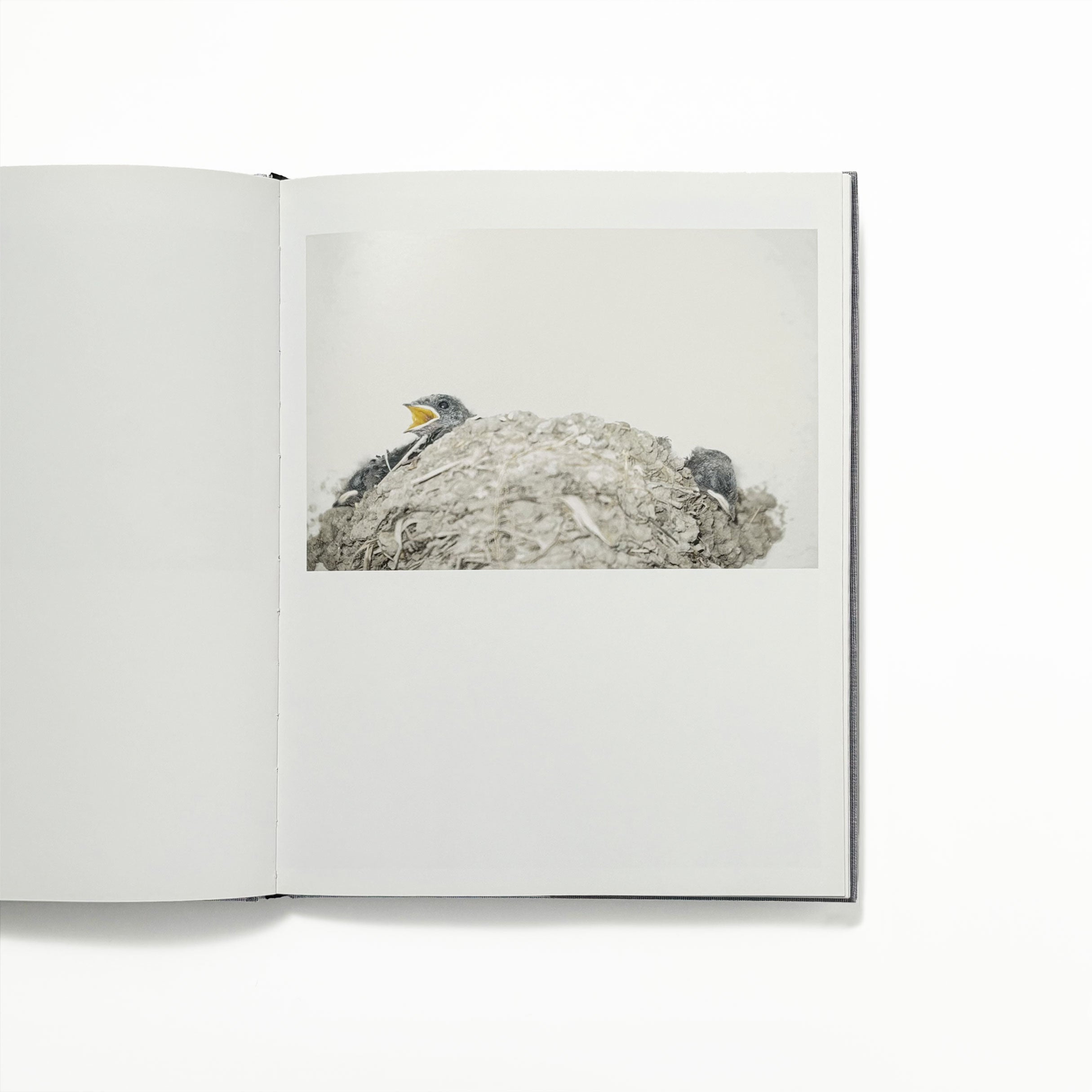Des oiseaux／川内倫子