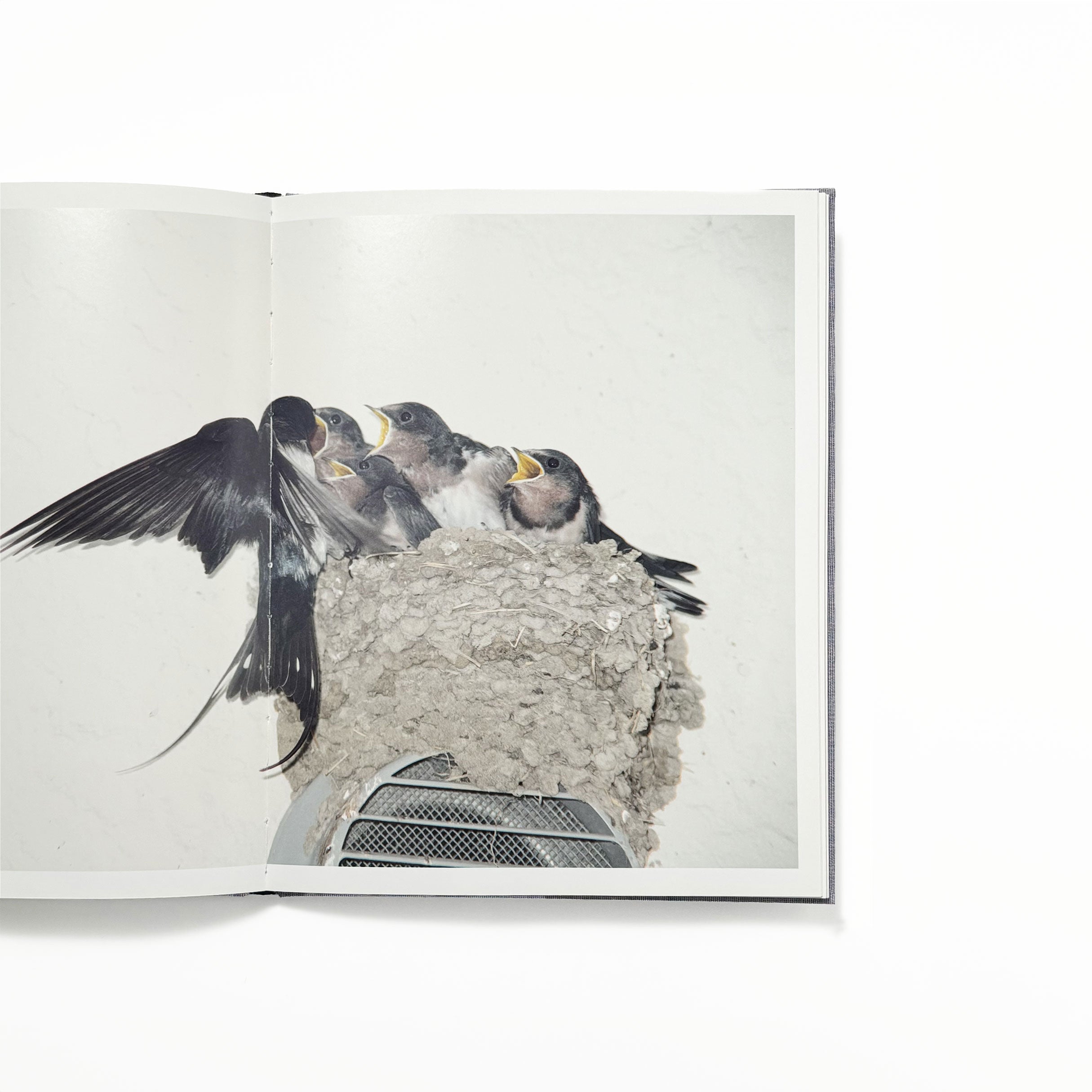 Des oiseaux／川内倫子