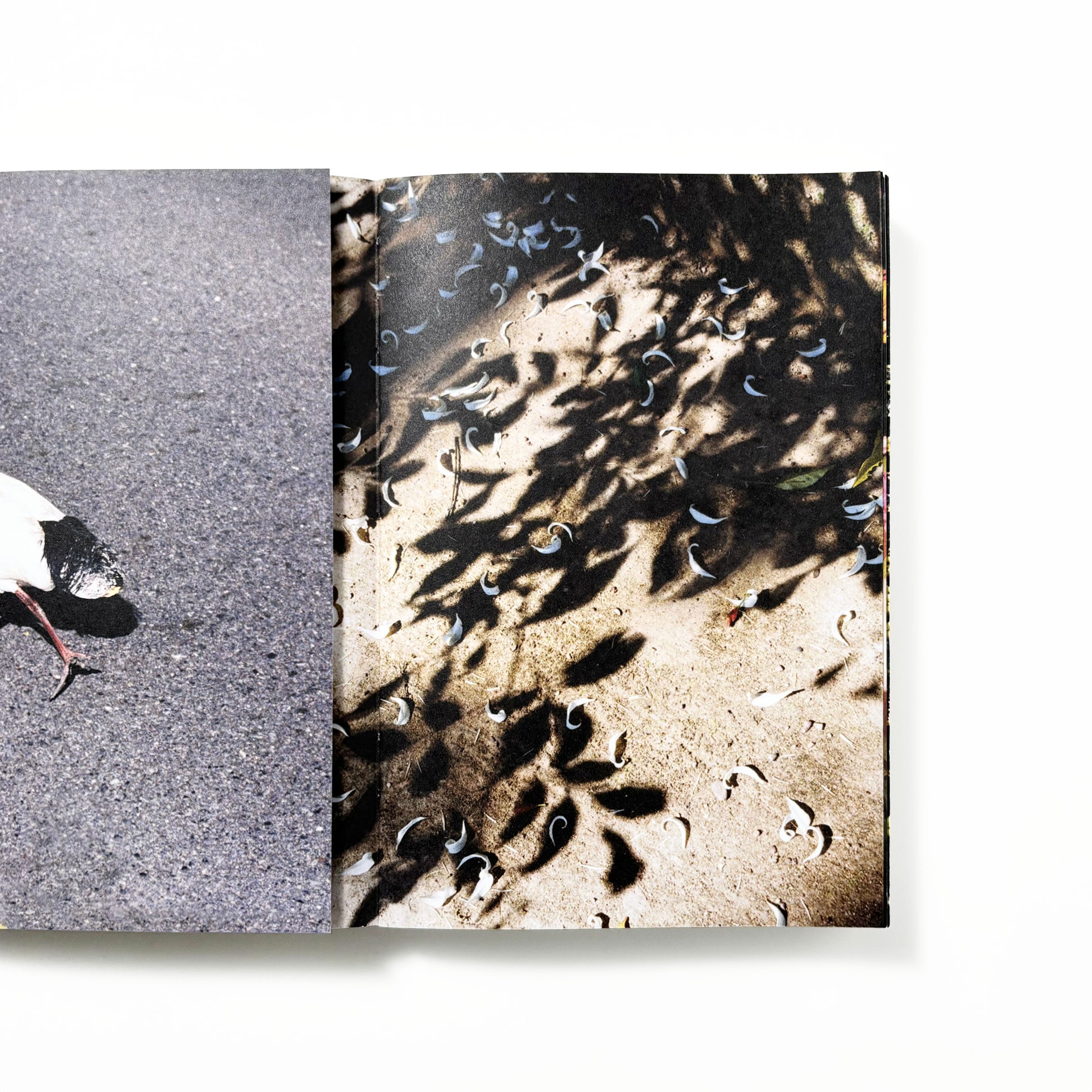 半枝浪 SKINNY WAVE same paper／林志鹏 – tuii books